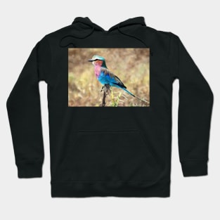 Lilac Breasted Roller, Serengeti, Tanzania Hoodie